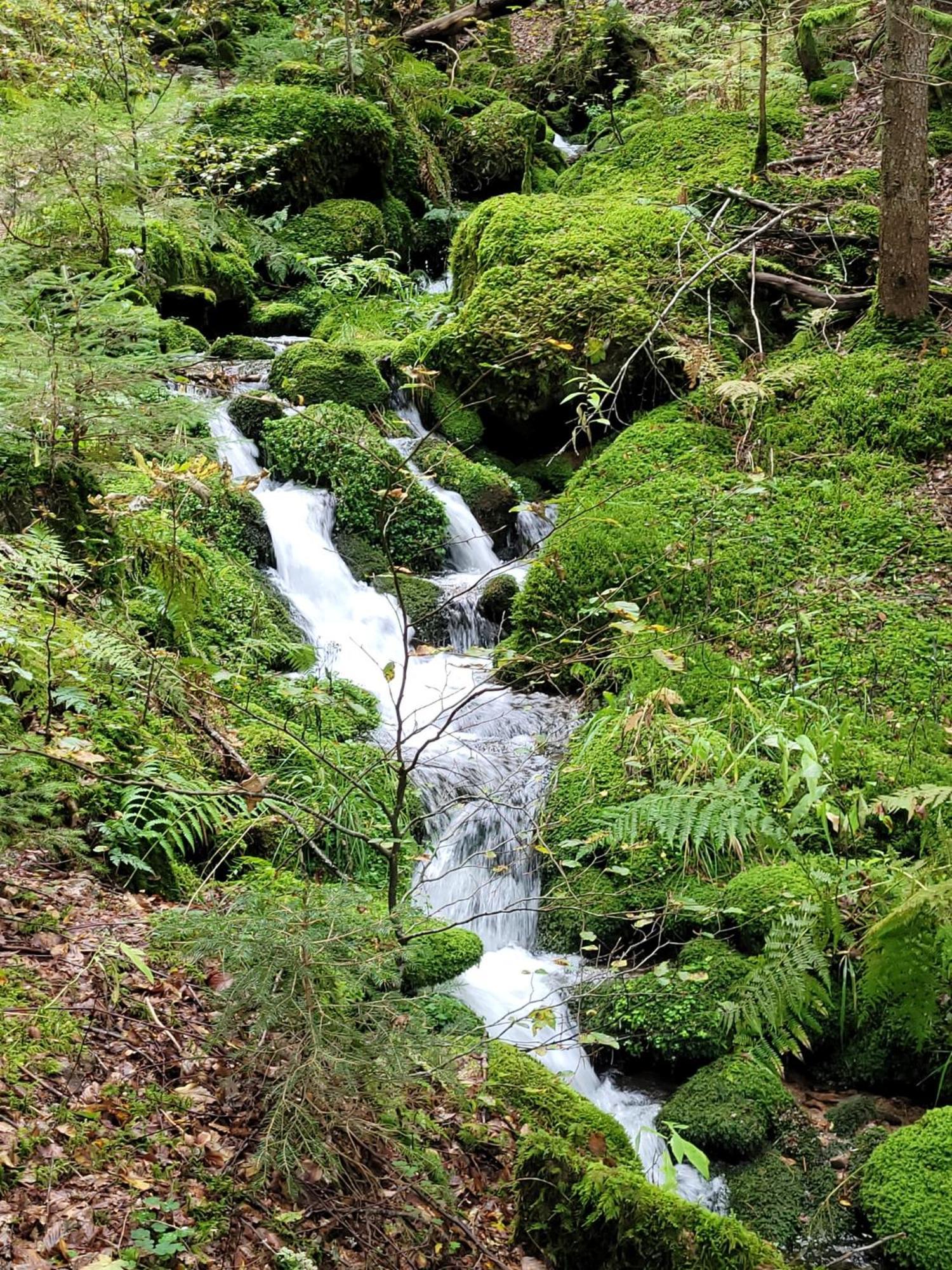 Blick In Den Garten Holzschlag Exteriér fotografie